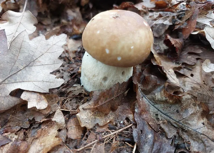 Апартаменты Vrganj